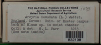 Arcyria denudata image